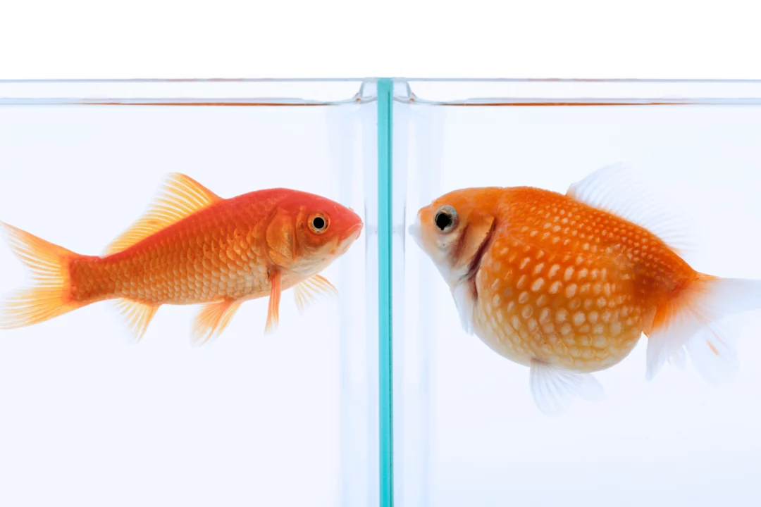 hubená ryba kouká na nafouklou rybu - ukazuje poměr pasu a boků