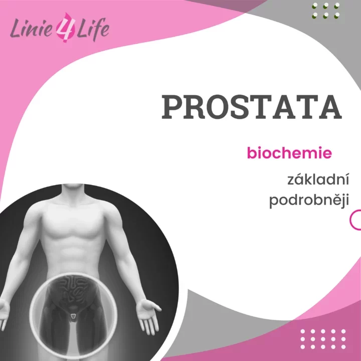 Ilustrovaná anatomie prostaty, zaměření na biochemii, základní a podrobnější informace, Linie 4 Life.