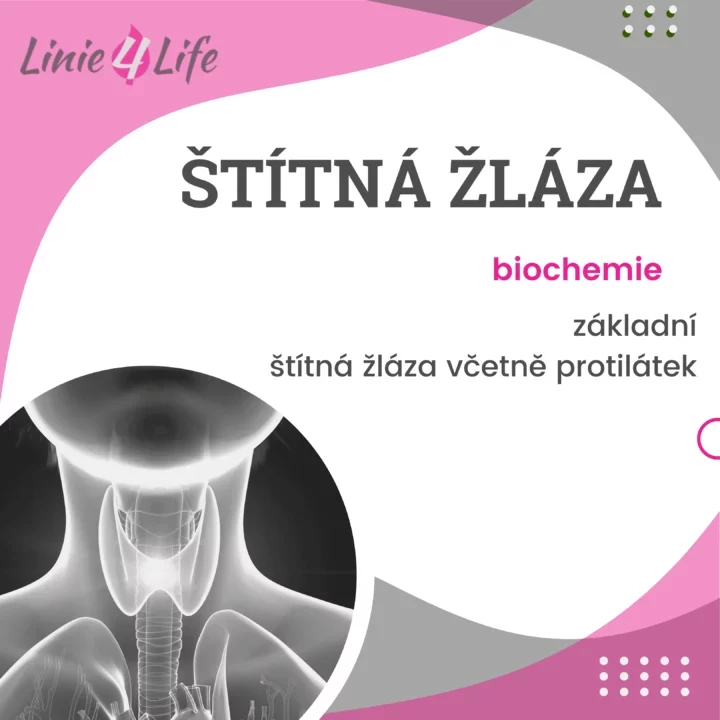 Ilustrace štítné žlázy s důrazem na biochemii a protilátky, zdůrazňující vzdělávání v oblasti zdraví.