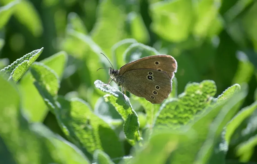 regenerace organismu v létě