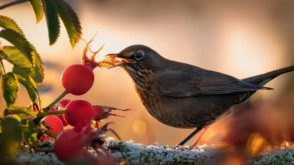 podzimni restart-imunita-zdravi